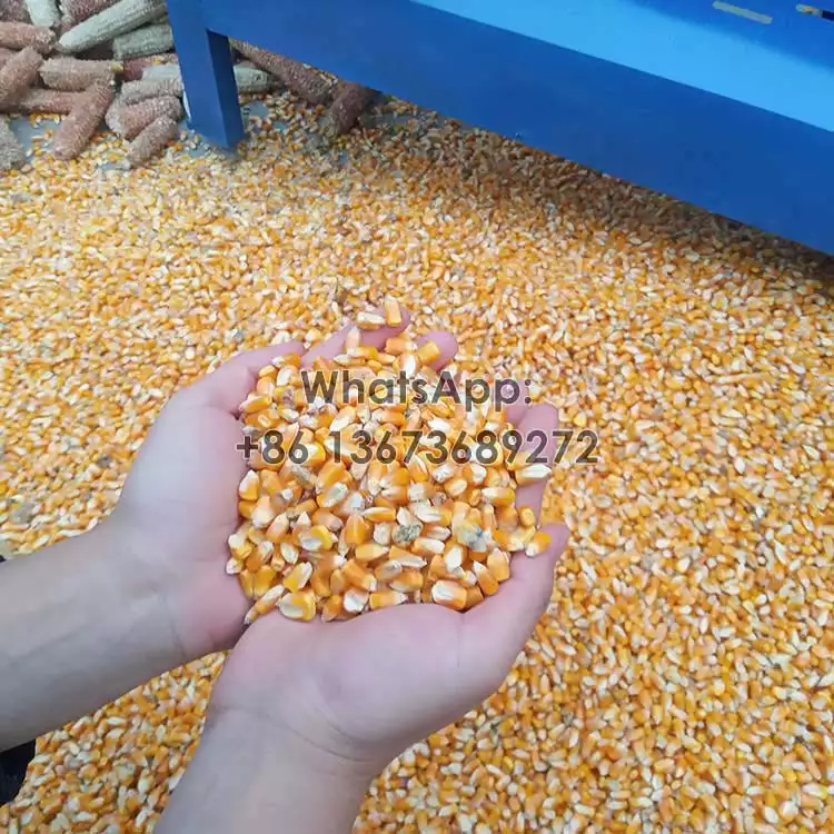 Corn-kernels