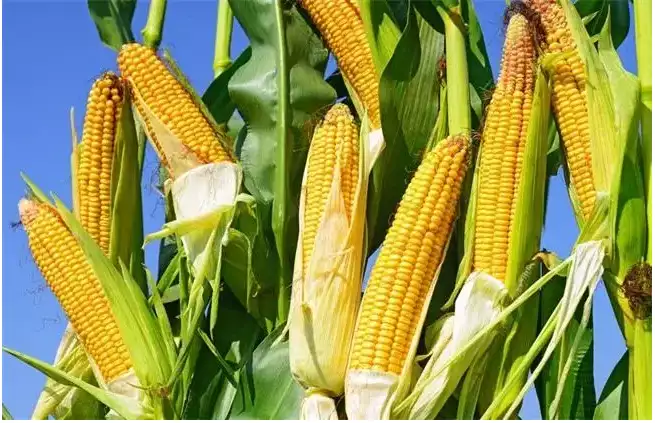 Corns