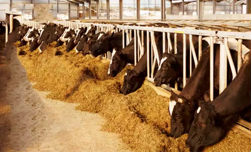 Ensilage et élevage bovin