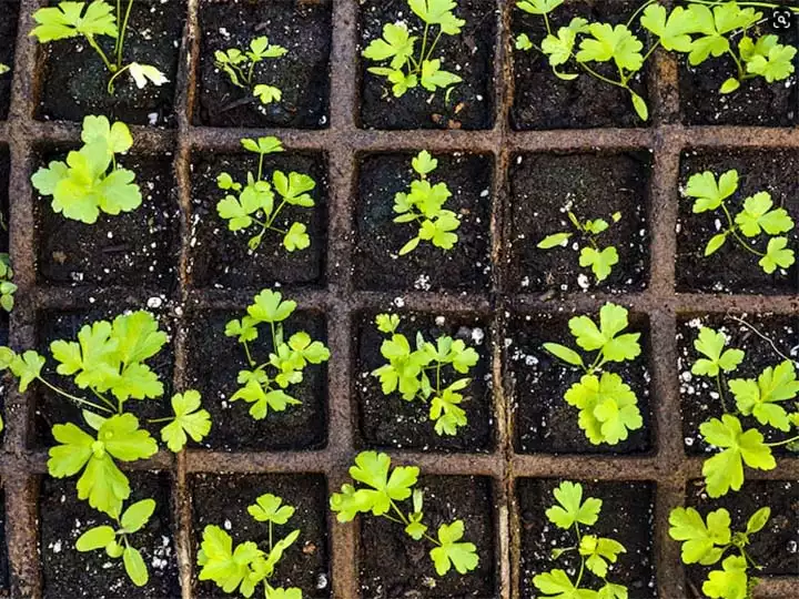 Herb seedlings