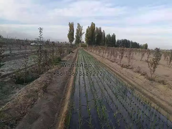 Transplanting seedlings