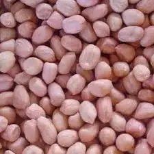 Biji kacang tanah