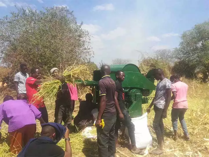 Working scene of rice wheat thresher for sale