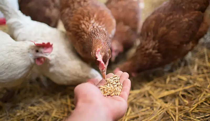 鶏に餌をやる