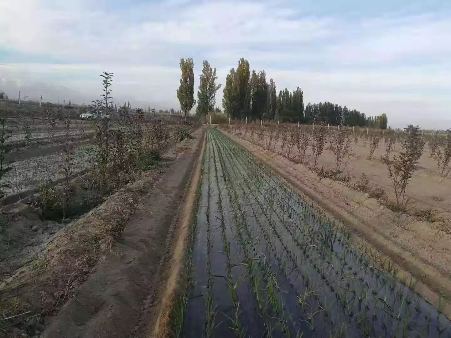 Onion transplanting