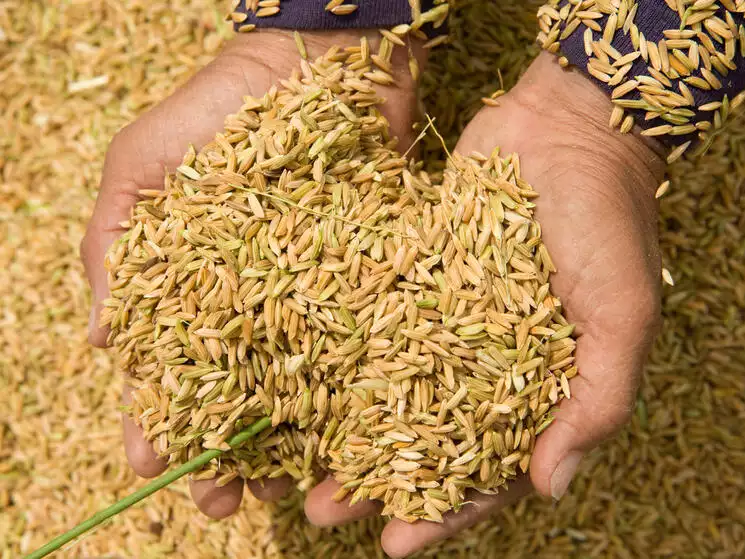 Threshed rice