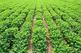 Peanut fields