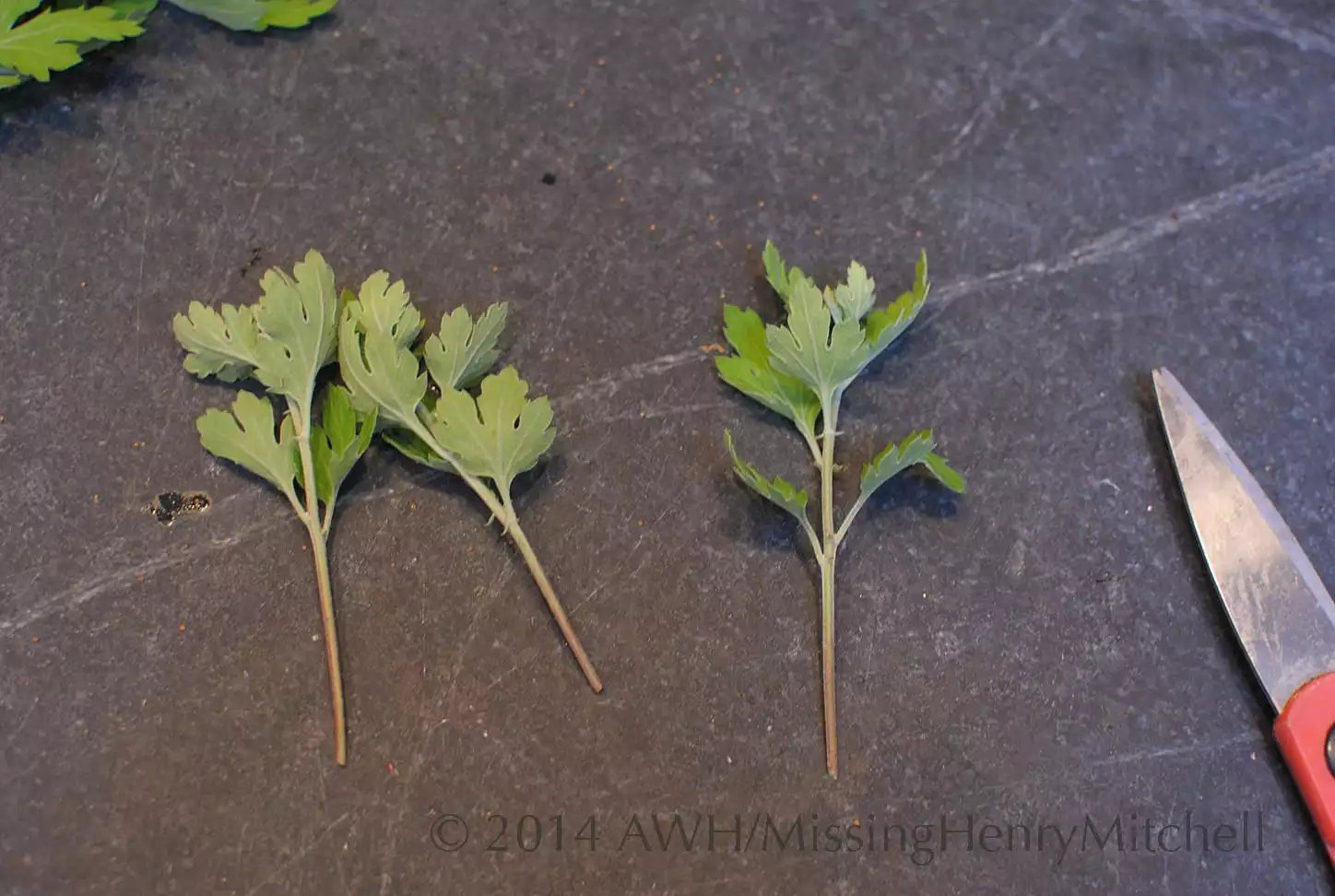 Seedlings