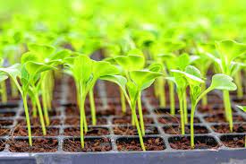 Seedlings raising