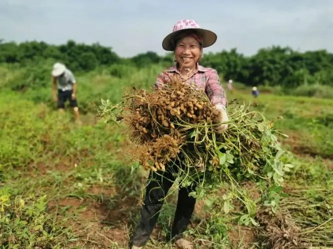 Good harvesting peanut plants effect