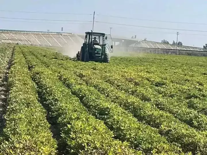 Harvesting peanut plants