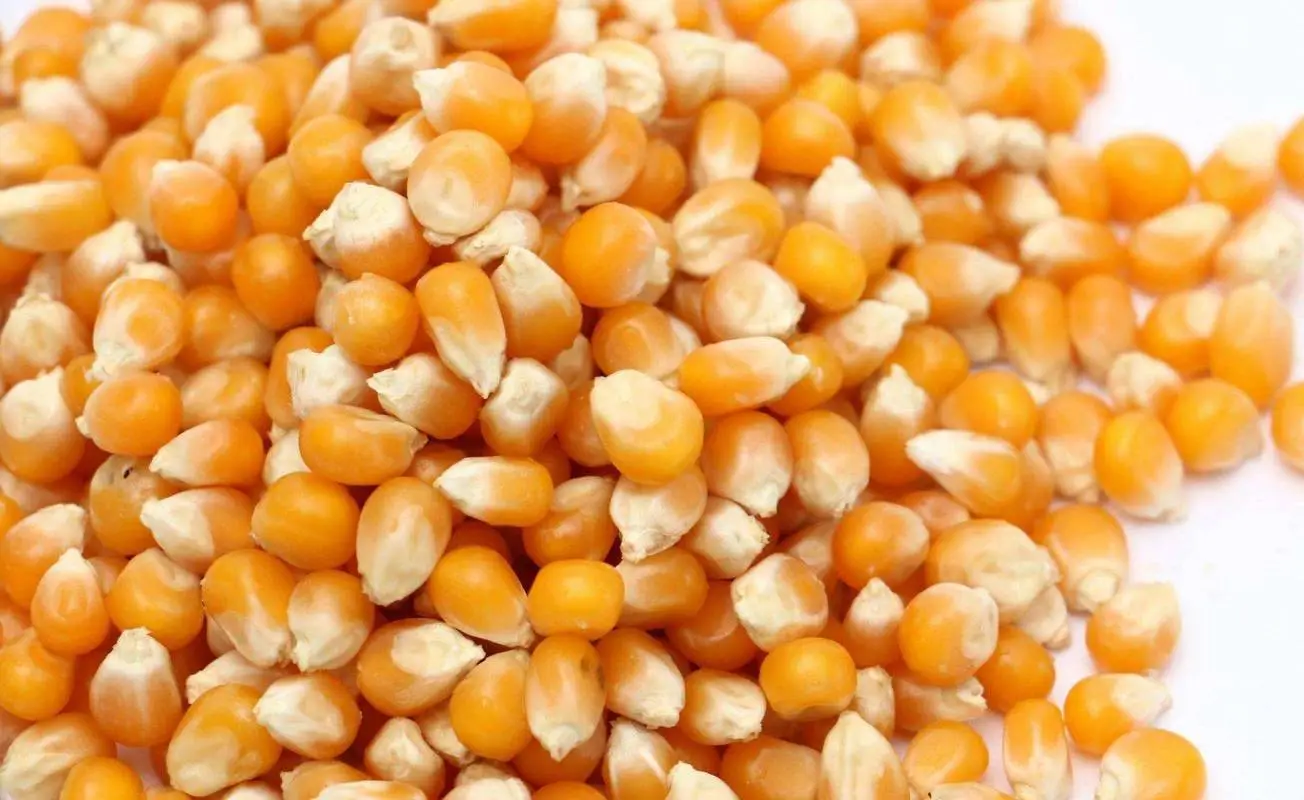 Grains de maïs