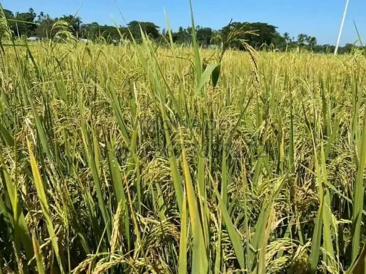 campos de arroz con cáscara