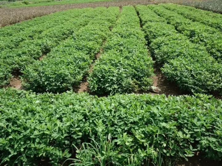 pertanian kacang tanah di Nigeria