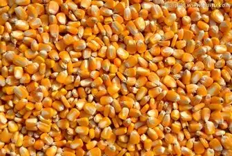 Maize