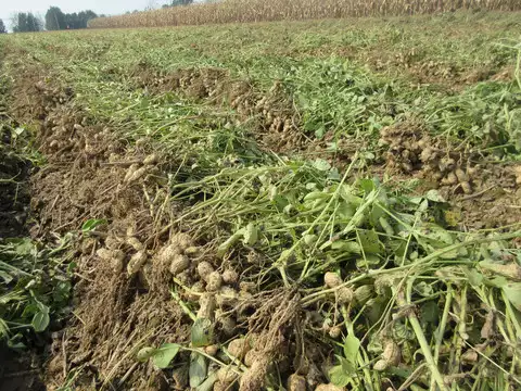 Peanuts with seedlings