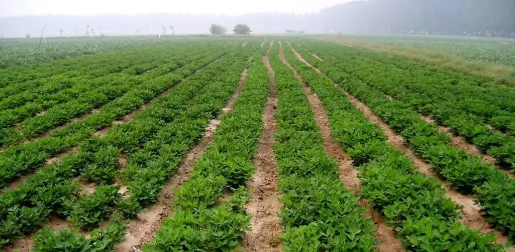 Champs d'arachides bien cultivés