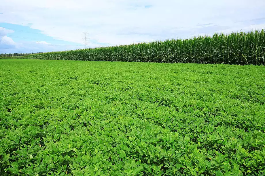 Peanut farming fields