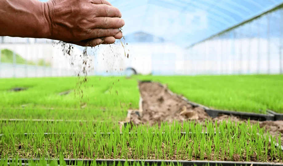 Levantamiento de plántulas de arroz