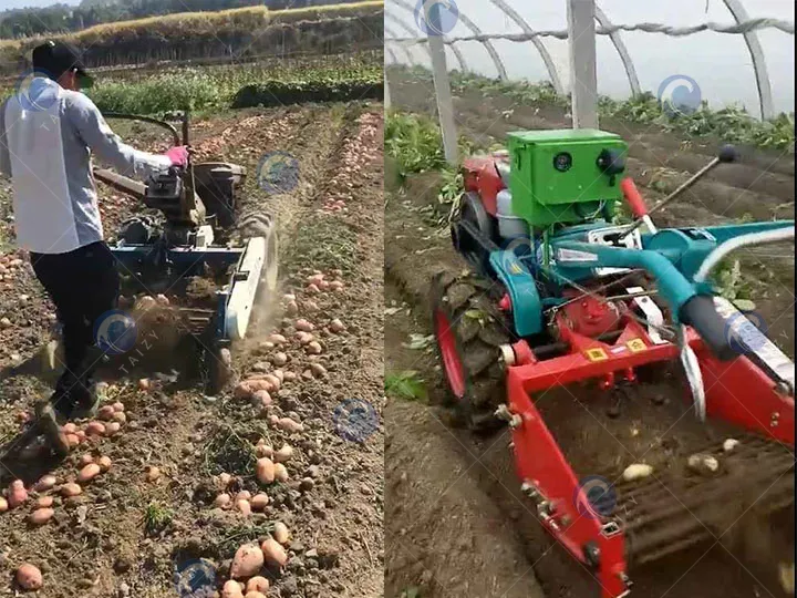 Máy thu hoạch khoai tây nhỏ với máy kéo hai bánh