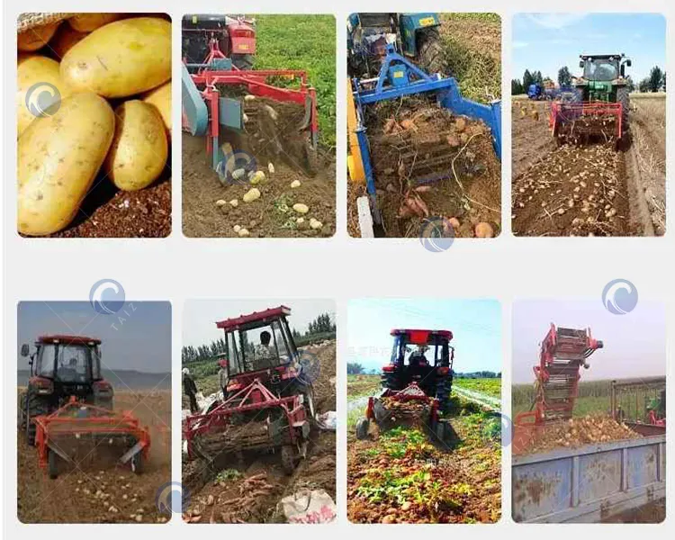 Cảnh hoạt động của máy đào đậu phộng 3 điểm Hitch