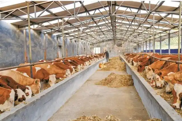 cattle farm