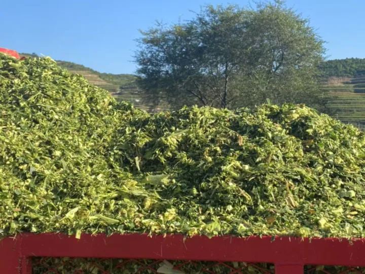 chopped silage