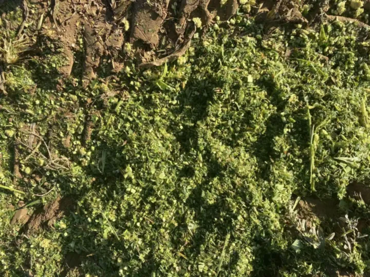 silage cutting effect
