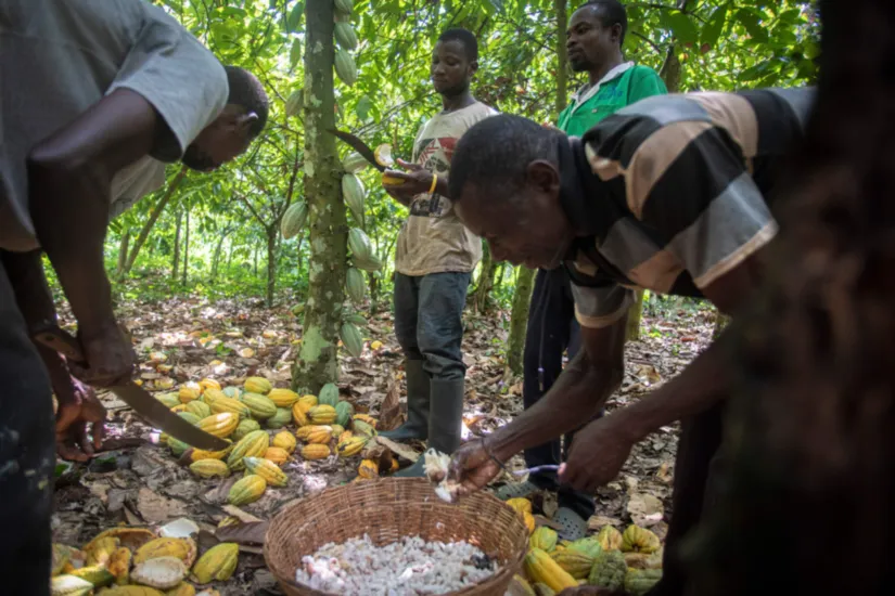 plantación de granos de cacao y apertura manual
