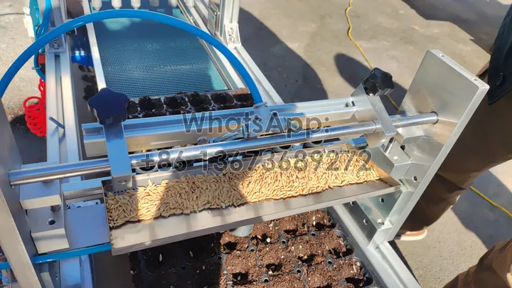 vegetable seed sowing