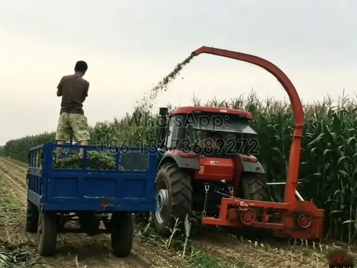 working scene of corn silage harvester